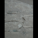 Detail des Skeletts aus „Grabungsstätte 2“ mit Bronzearmreifen und Fingerringen